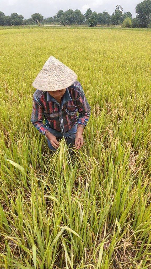 Nueva Ecija rice output under threat from irrigation fault; munggo eyed as stopgap