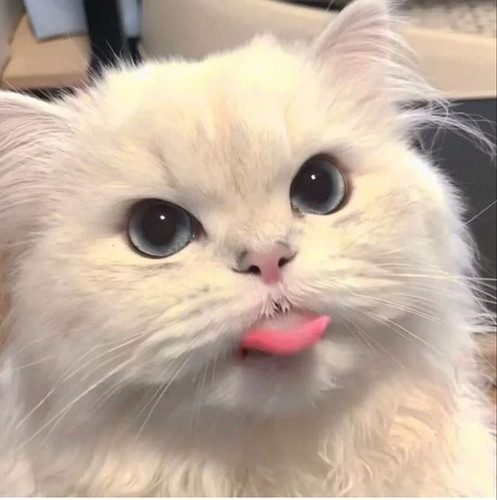 มีมแมว 2.jpg