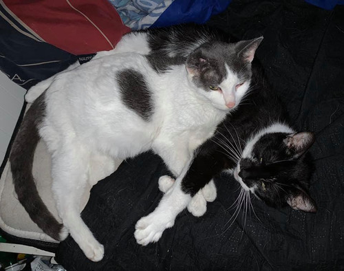 Grammacats.jpg