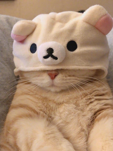 IMG 4447.png