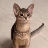 gt 20251216 11826 g crop.gif