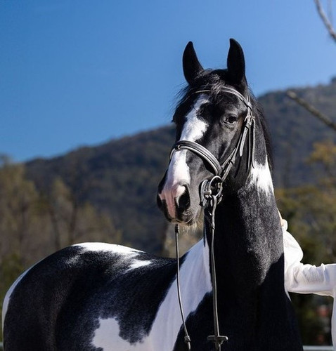 kwpn stallion 3years 16 2 hh eventinghorses breedinghorses dressagehorses boccaleone ecdca732 ccad 4.jpg