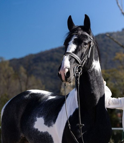 kwpn stallion 3years 16 2 hh eventinghorses breedinghorses dressagehorses boccaleone ecdca732 ccad 4.jpg