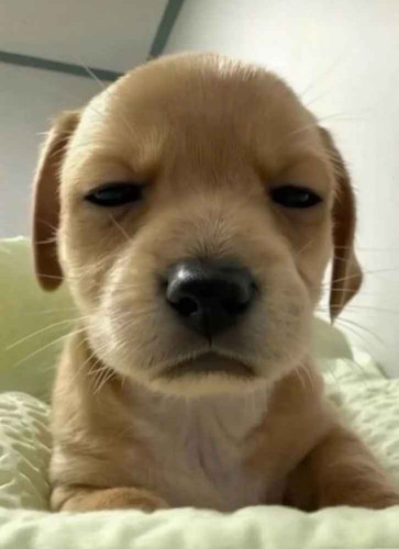 guilama 1766025206371.jpg