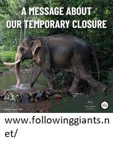 Half Day Elephant Sanctuary.jpg