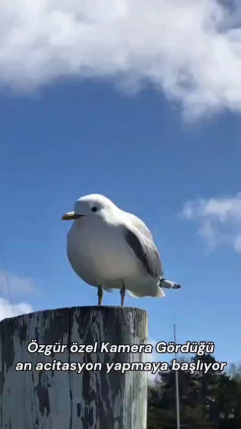 z9kuBP glyaCCfj8.jpg