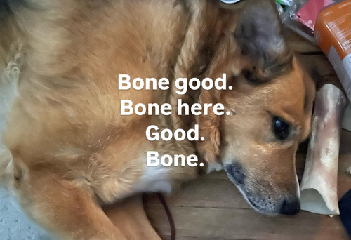BONEGOOD.jpg