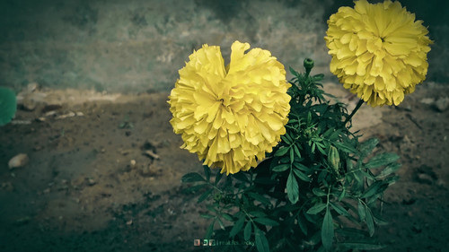 d3af834e fa83 4980 9a1a 6d9d95089c41 1 all 8479.jpg