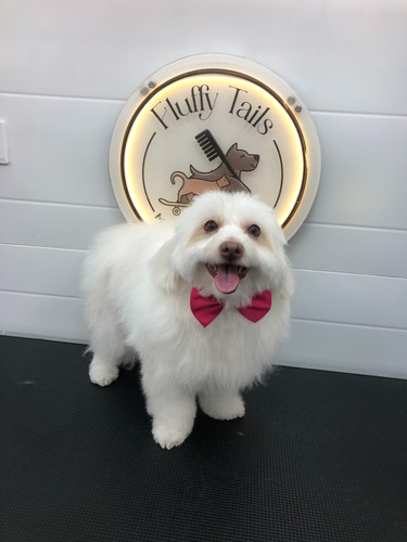 Fluffy Tails | Luxury Mobile Pet Spa Services in Qatar.jpg