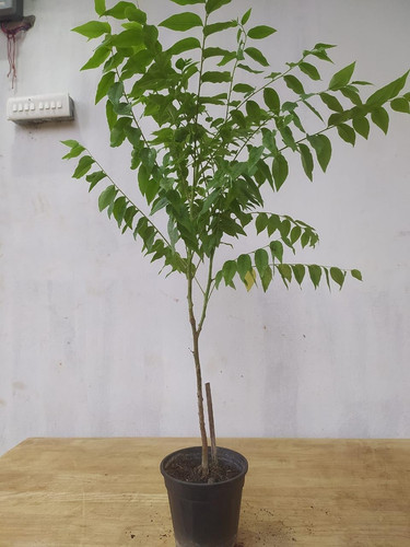 61TE8PDA1rL. SL1280 .jpg