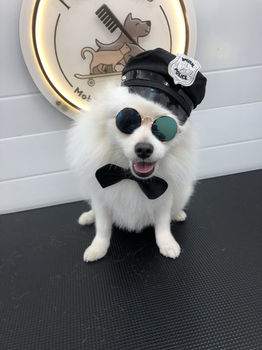 pet grooming in qatar.jpg