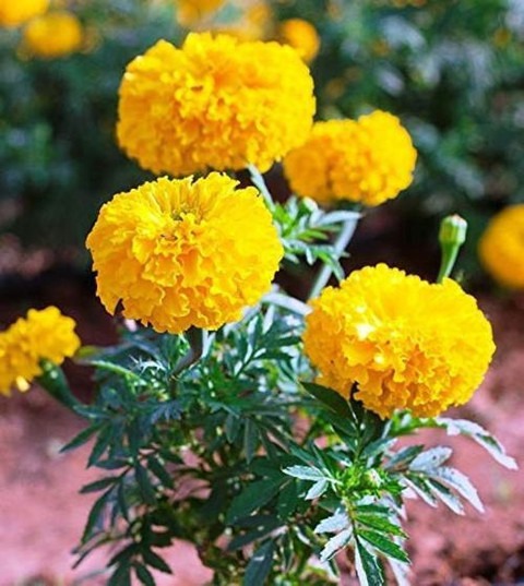 live marigold yellow flower plan.jpg