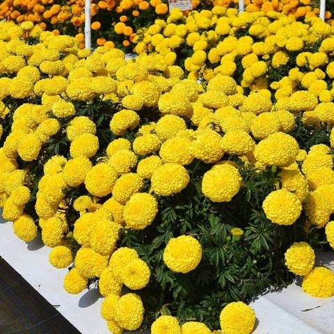 230 1vyellow marigold flower see (2).jpg