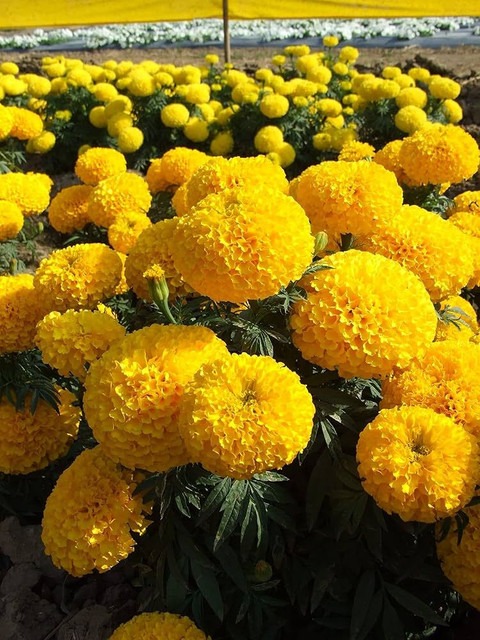 193 m6marigold flower seeds for.jpg