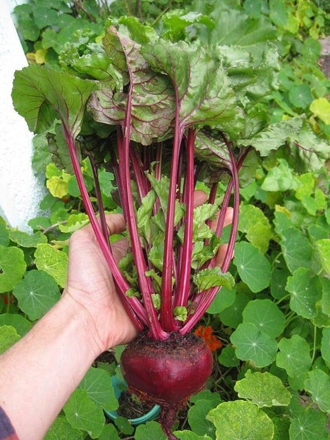 23 1beetroot seeds for home gard.jpg