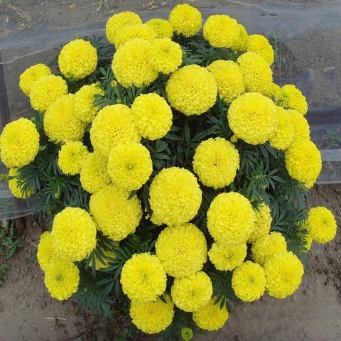 1 f 1 hybrid marigold yellow 100.jpg
