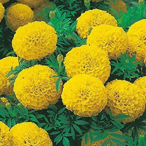 230 1vyellow marigold flower see.jpg
