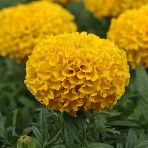 230 1vyellow marigold flower see (1).jpg