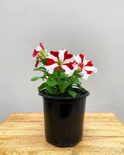 petunia outdoor live plant (1).jpg
