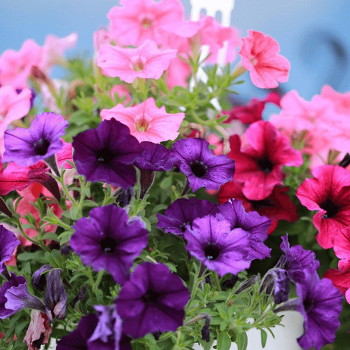 200 petunia flower seeds msg ori.jpg