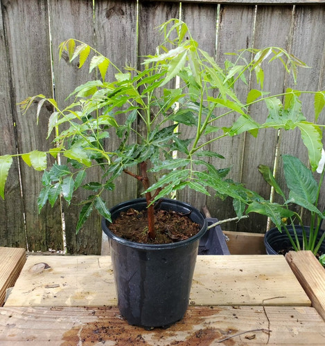 green neem plant.jpg