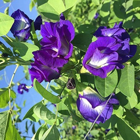 no perennial yes blue aparajita.jpg