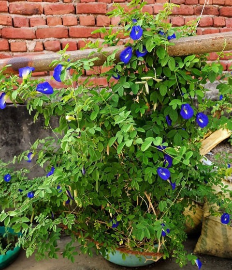 aprajita plant 01 01 click to pu.jpg