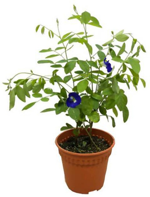 shankhapushpam aparajita live fl.jpg