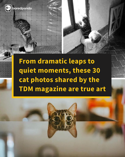 cats img.png