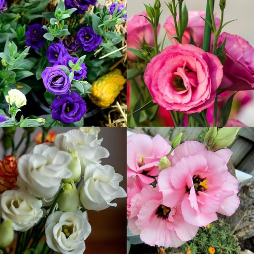 71rpJTTwalL. AC UF1000,1000 QL80.jpg