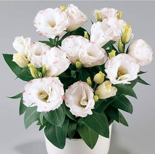 41SI1KODGfL. AC UF1000,1000 QL80.jpg