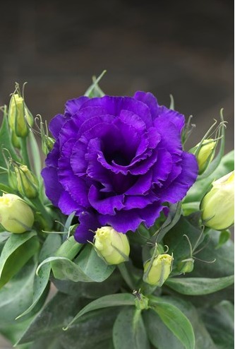 lisianthus eustoma juliettaf1blu.jpg