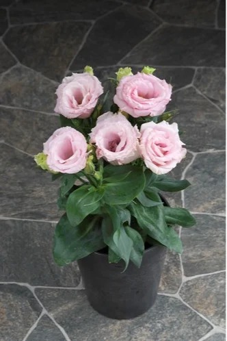 lisianthus eustoma juliettaf1pin.jpg
