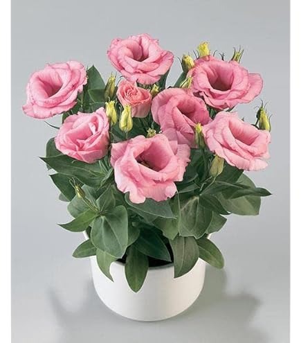 51WAp8rr97L. AC UL495 SR435,495.jpg