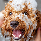 Dog Grooming Appointments Dorval.png
