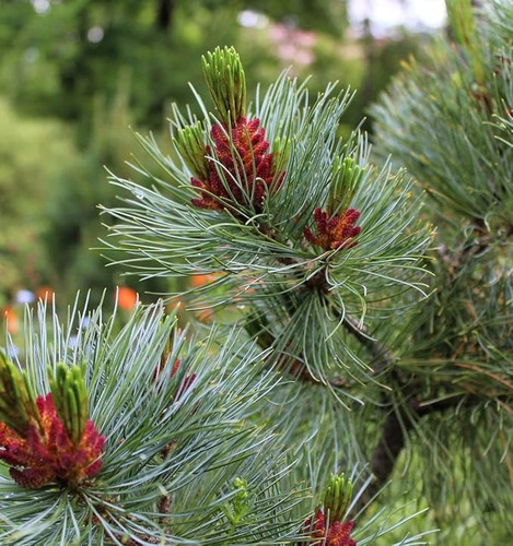 714Dbq fM L. SX679.jpg