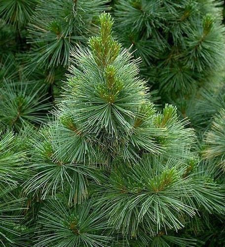 evergreen pine christmas tree fo.jpg