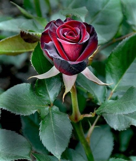 no perennial yes rose child plan.jpg