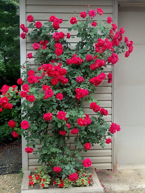 live red climbing rose plant 1 d.jpg