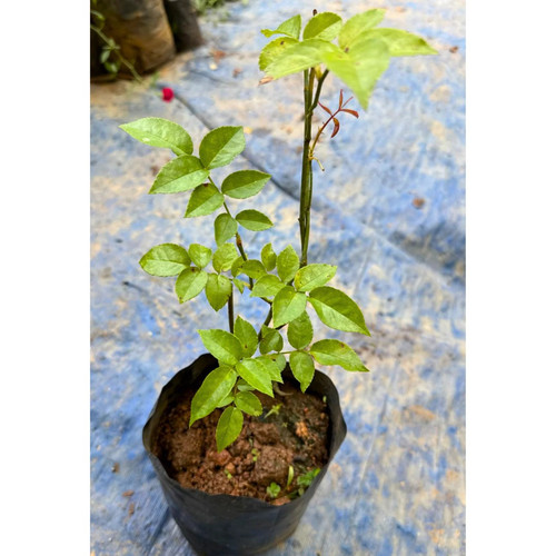 7DaysRoseLivePlant Pink DreaMee.jpg