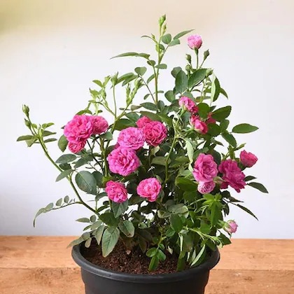plantoos climbing rose pink live.jpg