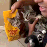 tk9iKc5PsfITJYX.gif