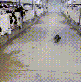 U4M9oQrJCHYDTvR.gif