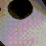 什么物种.gif