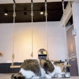 被食物分散注意力，大意了.gif