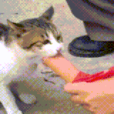 大肉棒和 pussy.gif