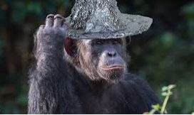 tinfoil chimp.jpg