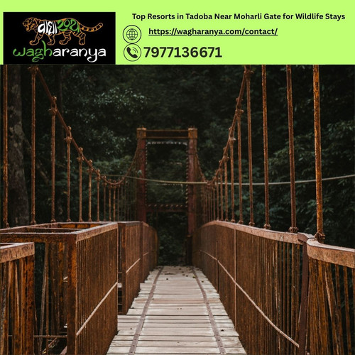 Top Resorts in Tadoba Near Moharli Gate for Wildlife Stays.jpg