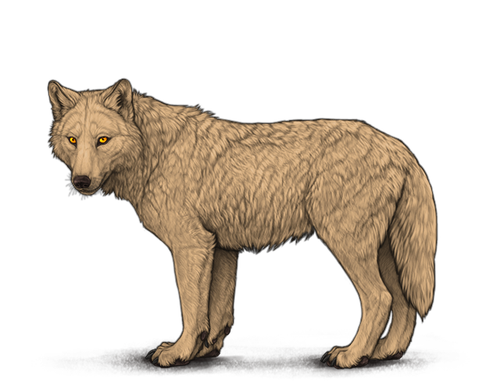 Deafult wolf.png