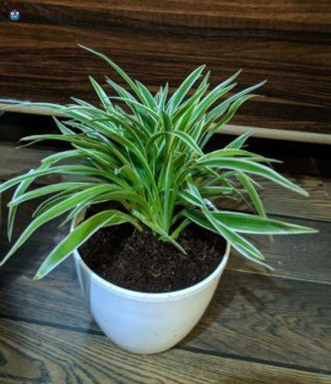 perennial no yes spider plant a5.jpg